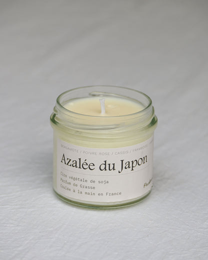 Azalée du japon